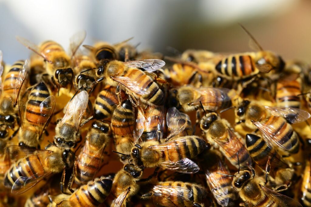 honey-bees-beehive-honey-bees-57398-57398.jpg